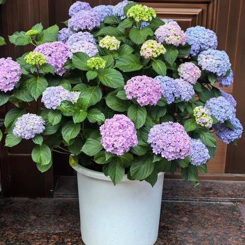 无尽夏大花绣球当年开花简单好养