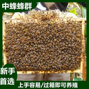 中华土蜂蜜蜂中蜂蜂群蜂箱土蜂出售笼蜂活蜂带蜂王带箱带原群脾