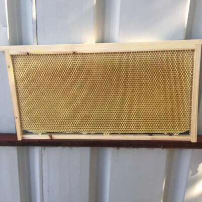 中蜂旧巢脾 成品巢础 蜂蜜繁殖脾 笼蜂繁殖脾 诱蜂巢脾 造好巢框