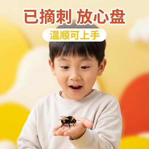 儿童已摘刺温顺可上手熊蜂玩具