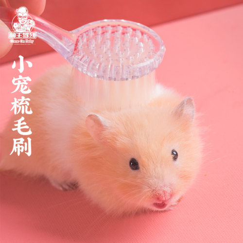 长毛鼠价格 多少钱