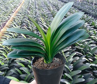 君子兰盆栽君子兰花苗 精品君子兰花卉室内外盆栽花卉绿植