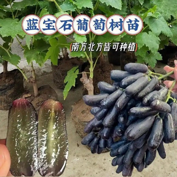 蓝宝石葡萄树苗南北方种植庭院地栽爬藤植物当年结果阳光玫瑰葡萄
