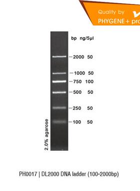 PH0017 DL2000 DNA Ladder 100-2000bp 100T Phygene