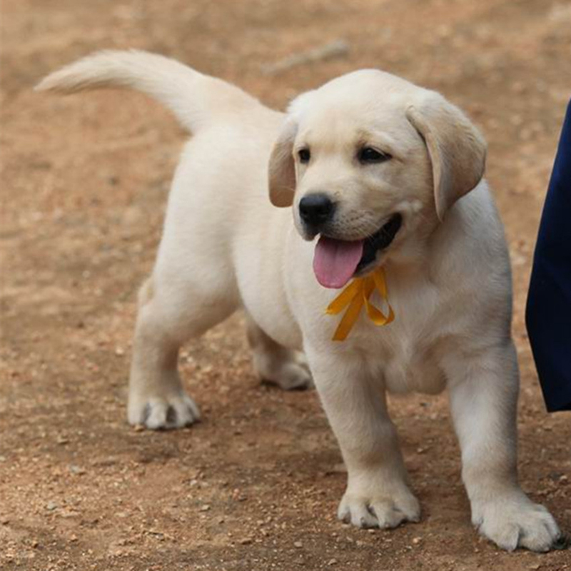 出售纯种拉布拉多幼犬导盲犬活体拉布拉多犬神犬小七宠物狗狗警犬|msdalam kategori haiwan peliharaan/makanan haiwan dan bekalan, Haiwan peliharaan Life Services, Pet Training - dari Buy2taobao.com untuk memberikan perkhidmatan ejen Taobao profesional membeli