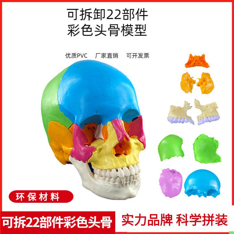 可拆分22件1比1真人大小彩色头骨模型颅骨解剖医用美容口腔牙科
