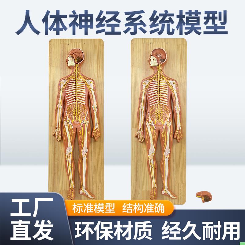 人体神经系统模型标准医学解剖中枢神经人体生物实验系统教学仪器