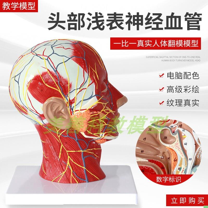 人体头面部附脑血管神经模型颈部解剖学面部神经血管肌肉结构模型