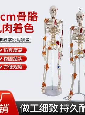 85CM人体骨骼模型肌肉着色骨架模型附椎间盘神经肌肉起止点及韧带