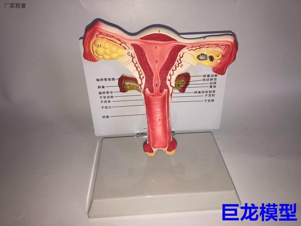 教学仿真子宫模J型女性内生殖系统器官解剖模型生殖结构模型带注