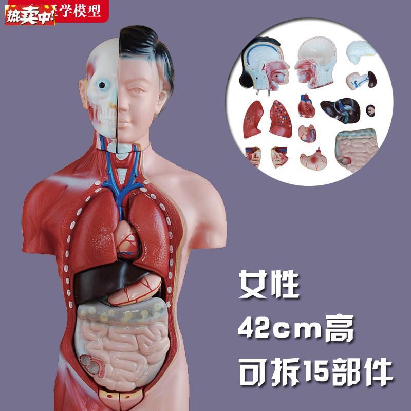 躯干模型人体内脏胸腹部器官H解剖男性女性心肝脾肺肾结构教学玩