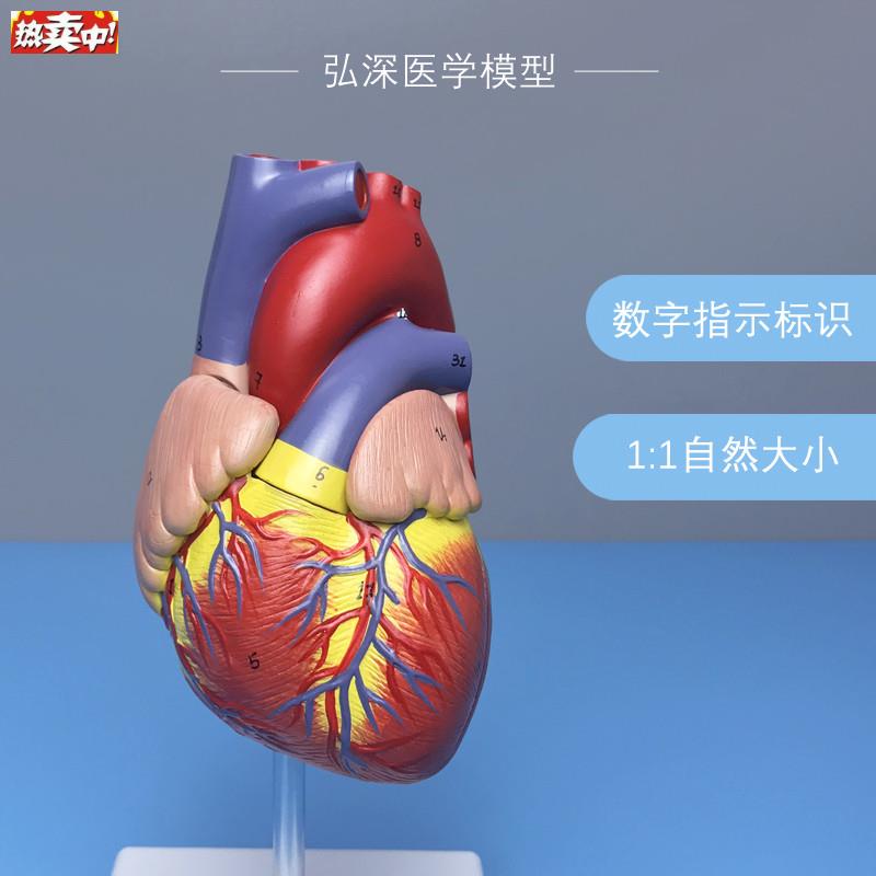 心脏模型带数字标识指示1比1成人体内脏器官解剖J心内科医学生教