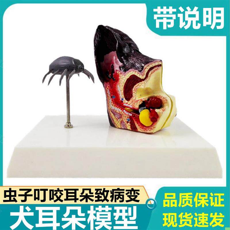 狗狗耳朵模型耳蜗半规管内耳蚊虫叮咬病理变化宠物店标本兽医教学