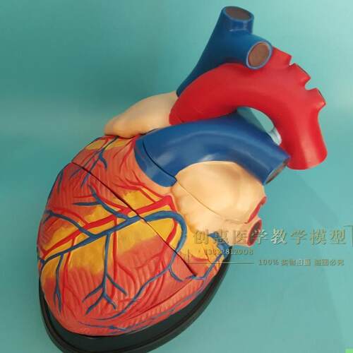 心脏解剖模型教学仪器模型人体心脏解剖B超彩超声医学心脏模型