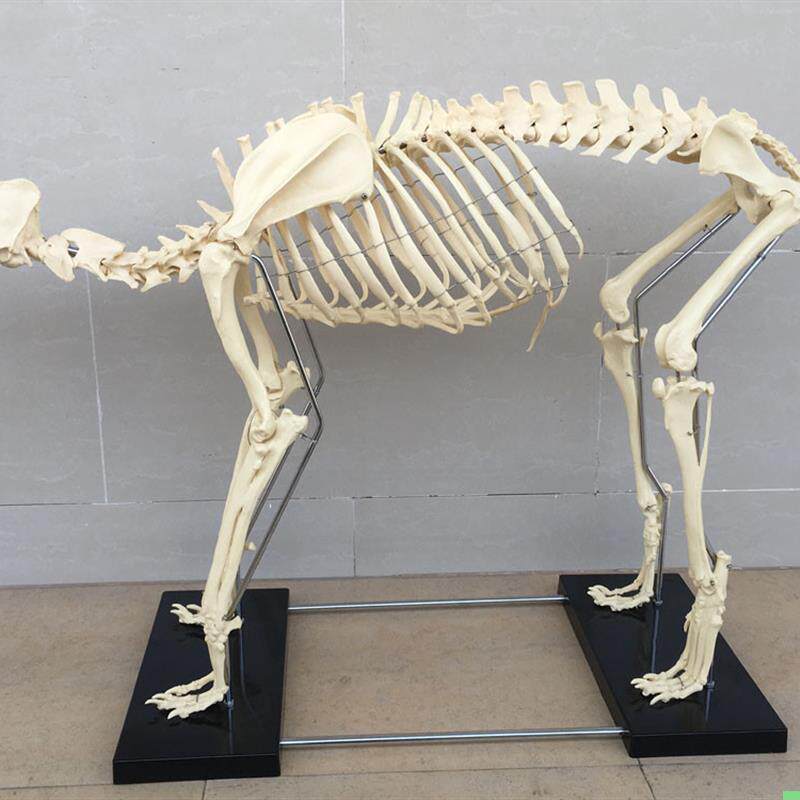 狗骨架动物骨骼犬科犬骨架犬骨骼宠物兽医教学模型教仪教具骷髅