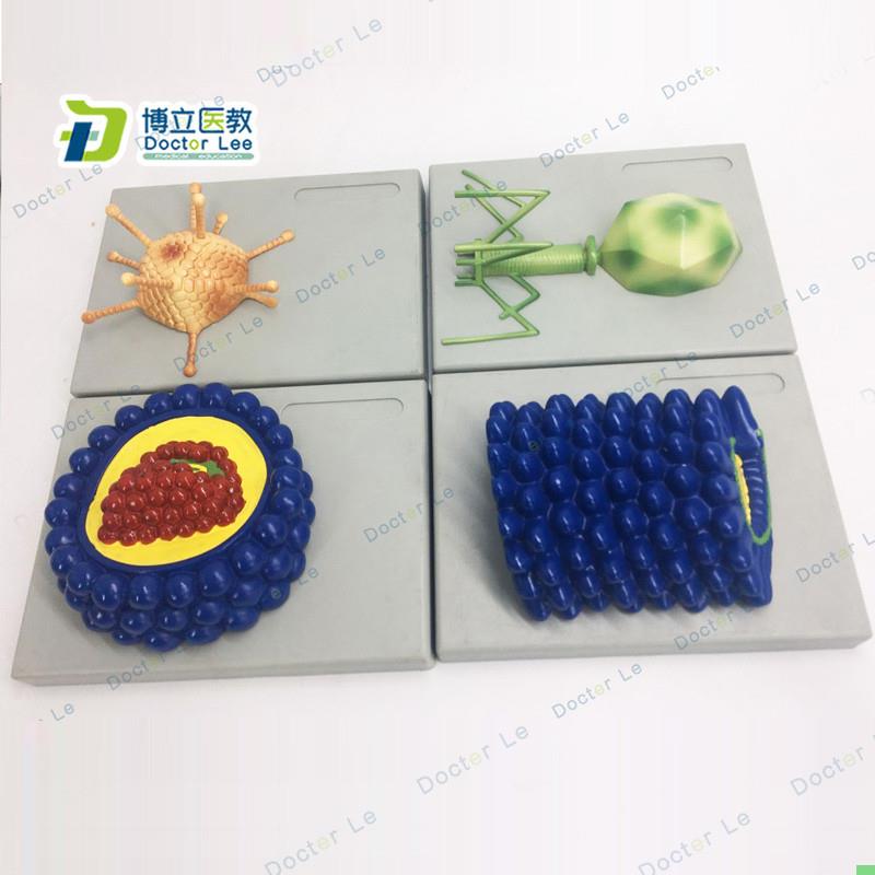 厂家直销微生物学病毒模型杆状病毒腺病毒噬菌体病毒艾滋病毒学模