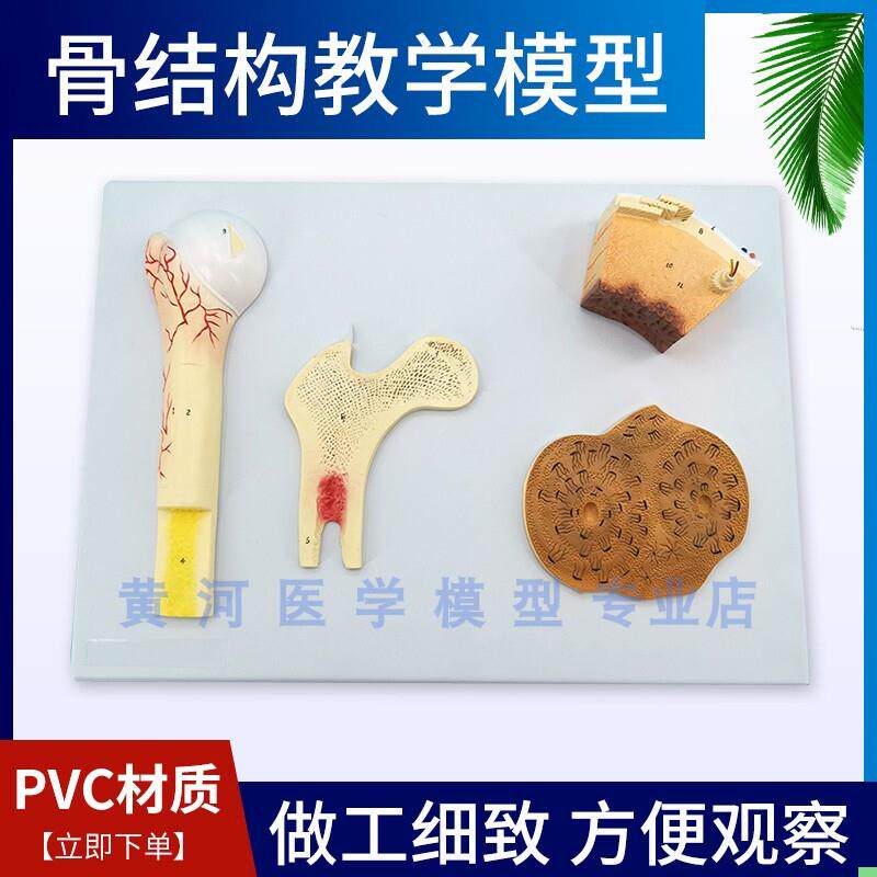 黄河 骨结构模型 松质骨密质骨和股骨哈弗系统骨骼模型 骨模型