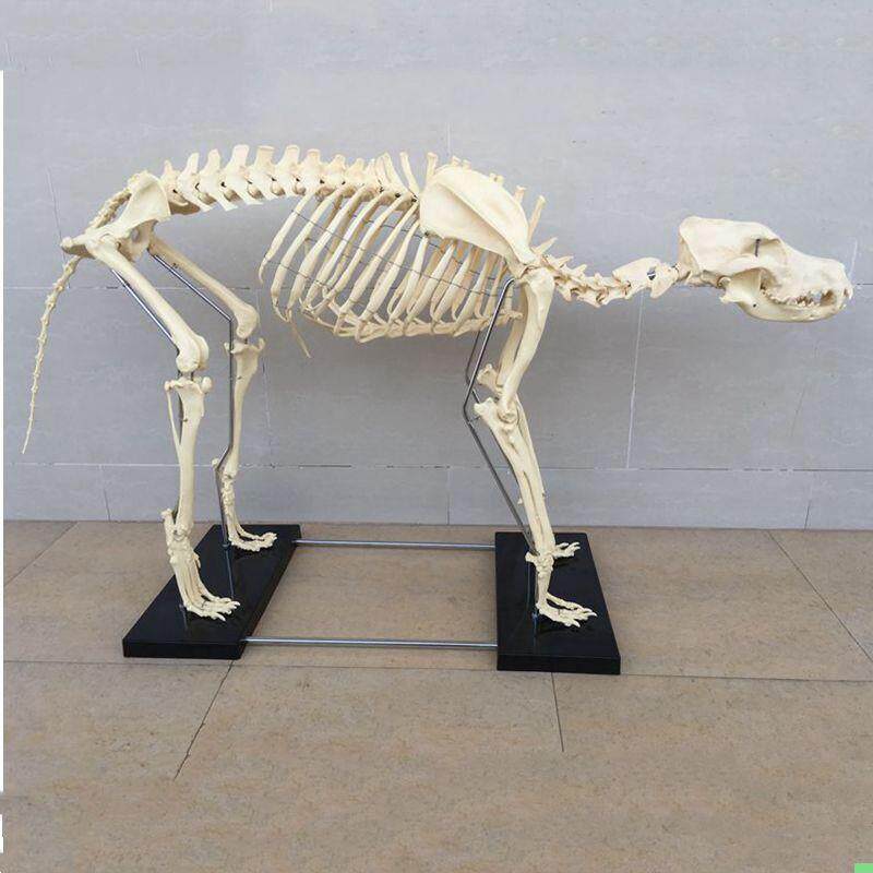 狼狗骨骼模型仿真动物标本塑胶骨头模具犬科PVC骨架宠物医院摆件