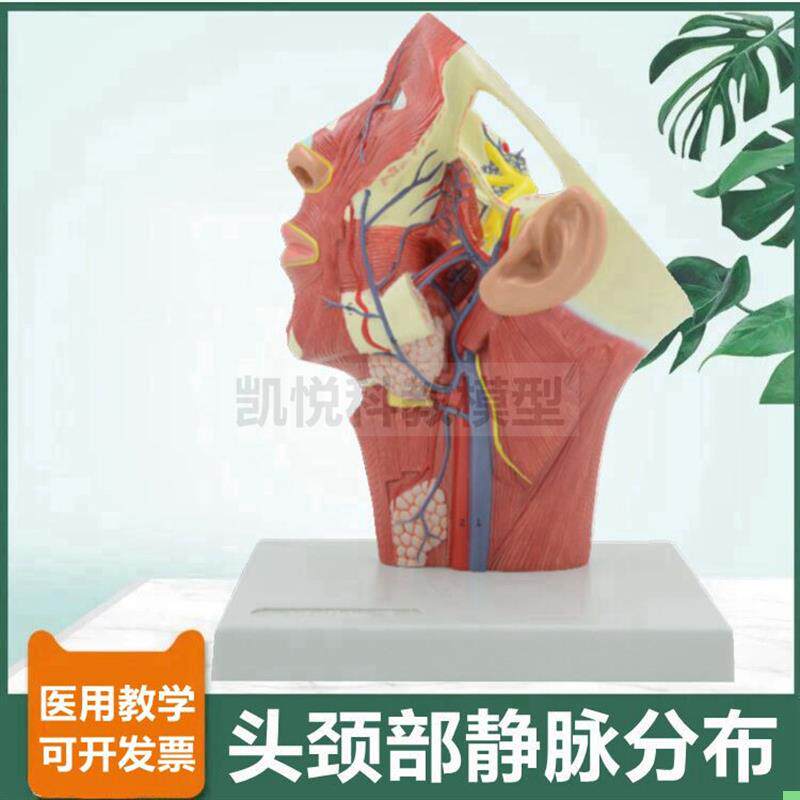 头面部静脉分布医美整形面神经动脉深浅肌肉颈部血管口腔牙医麻醉