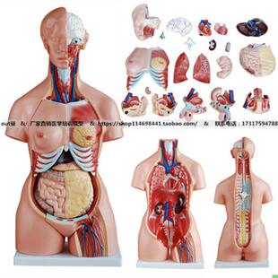 三性互换人体躯干模型85cm(21件) 内脏构造解剖模型 妇幼生专用