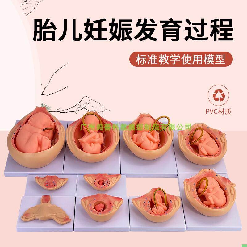 人体胚胎发育模型 妊娠胚胎发育过程 怀孕十月胎儿模型 10部件版