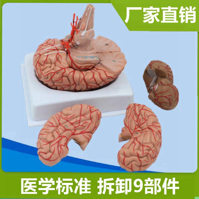 脑模型仿真塑胶标本可拆卸血管脑干小脑拼装医用解剖早教科普展示