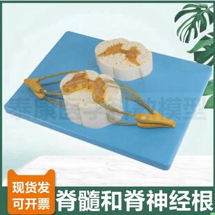 脊髓模型神经根灰白质脑皮层功能区中枢反射弧组成神经元细胞突触