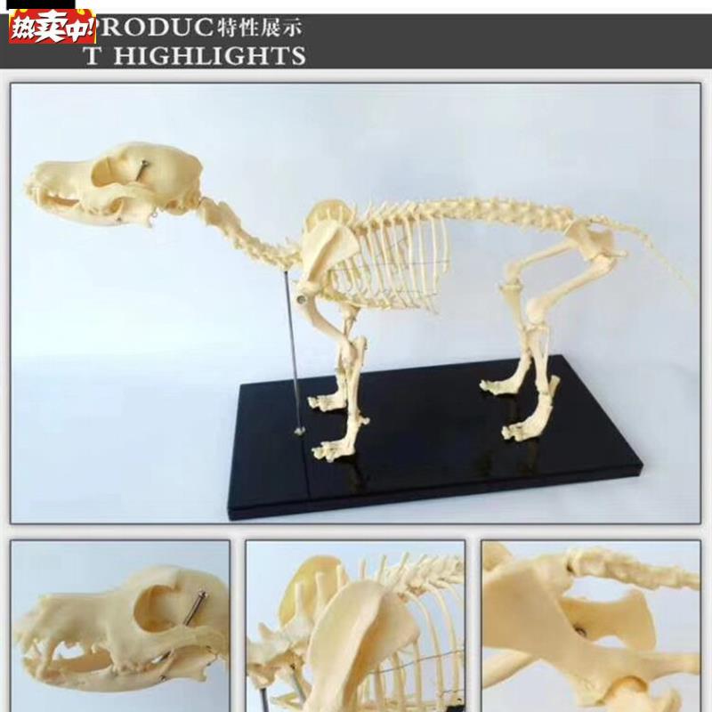 狗骨骼骨架结构动物模型教学讲解S兽医用具展示