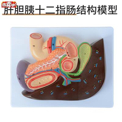 肝胆胰十二指肠胃切面模型h仿真教学肝脏模型人体消化胰腺模型