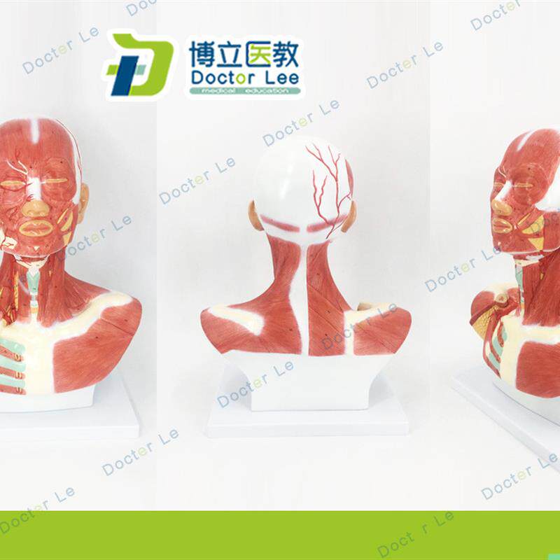 头颈部肌肉解剖模型 头部神经血管模型 胸部肌肉 人体肌肉模型