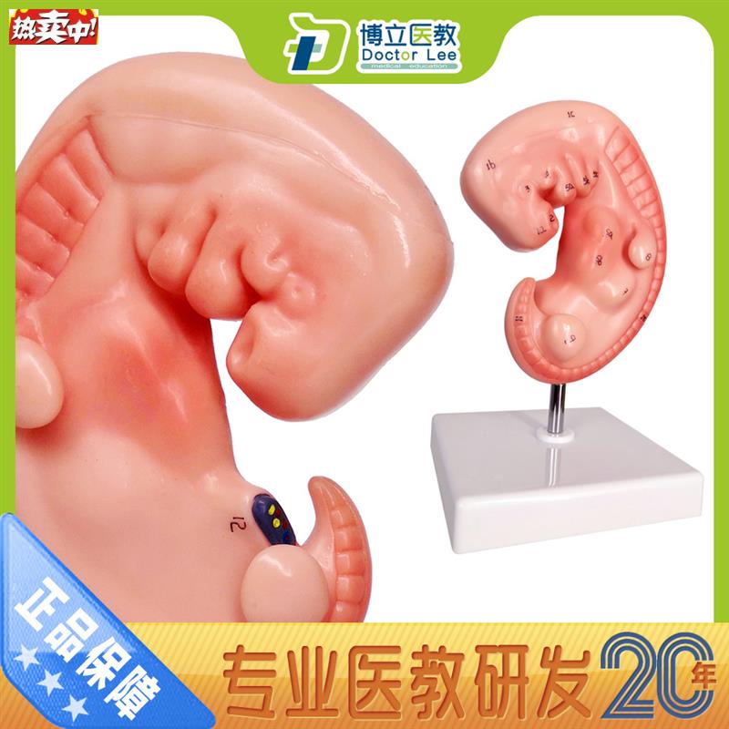 人体四周胚胎模型胚胎教学模型胎儿P模型妊娠组织胚胎学医学解剖