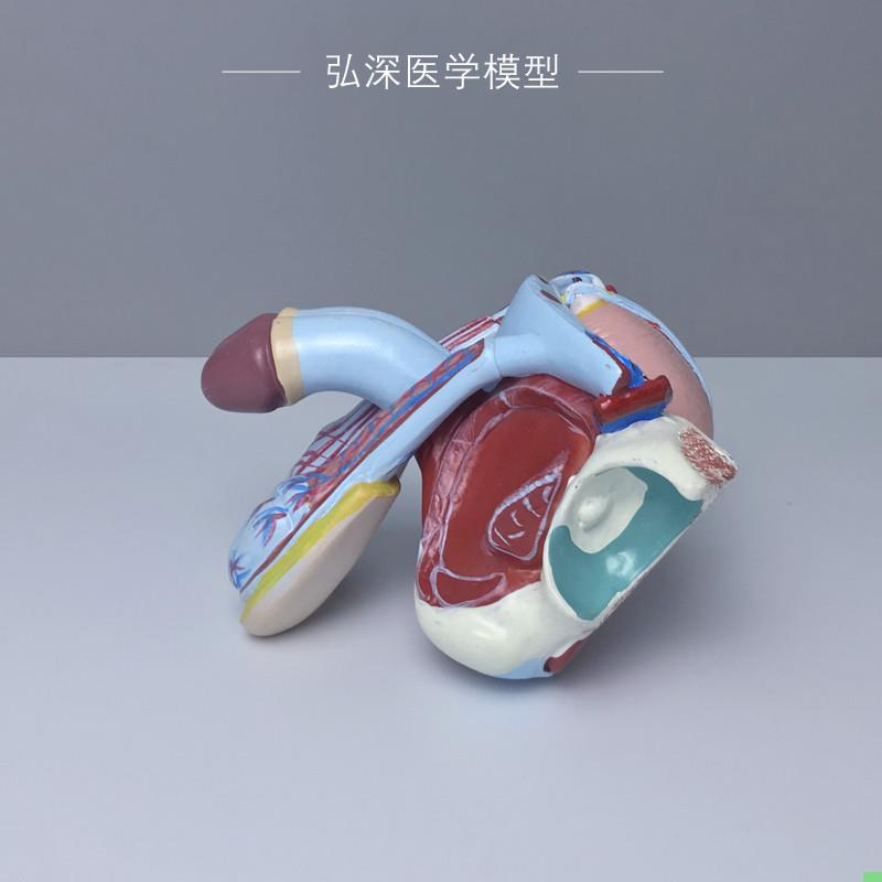 男性生殖系统模型人体生殖器官内外结构可拆解5部件医学教学模具