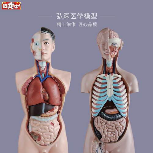 胸腹部内脏解剖模型心肝脾肺h肾五脏器官医学教学拼装模型