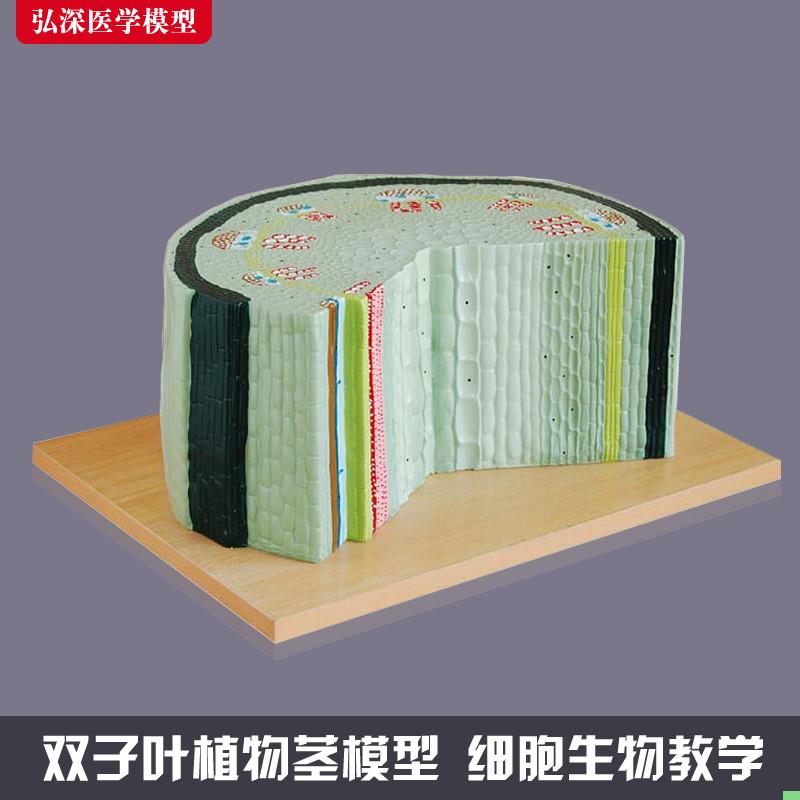 双子叶植物茎细胞模型向日葵组织横切面解剖放大初中生物教学教具