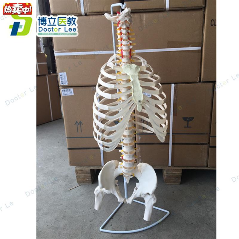 BOLI品x牌人体脊柱骨骼模型1:1比例颈椎胸椎肋骨盆模型