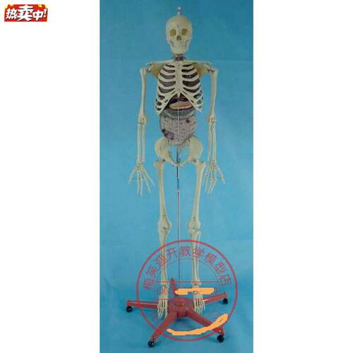 立式带内170CM人体骨骼t模型人体骷髅骨架模型医用人体标本