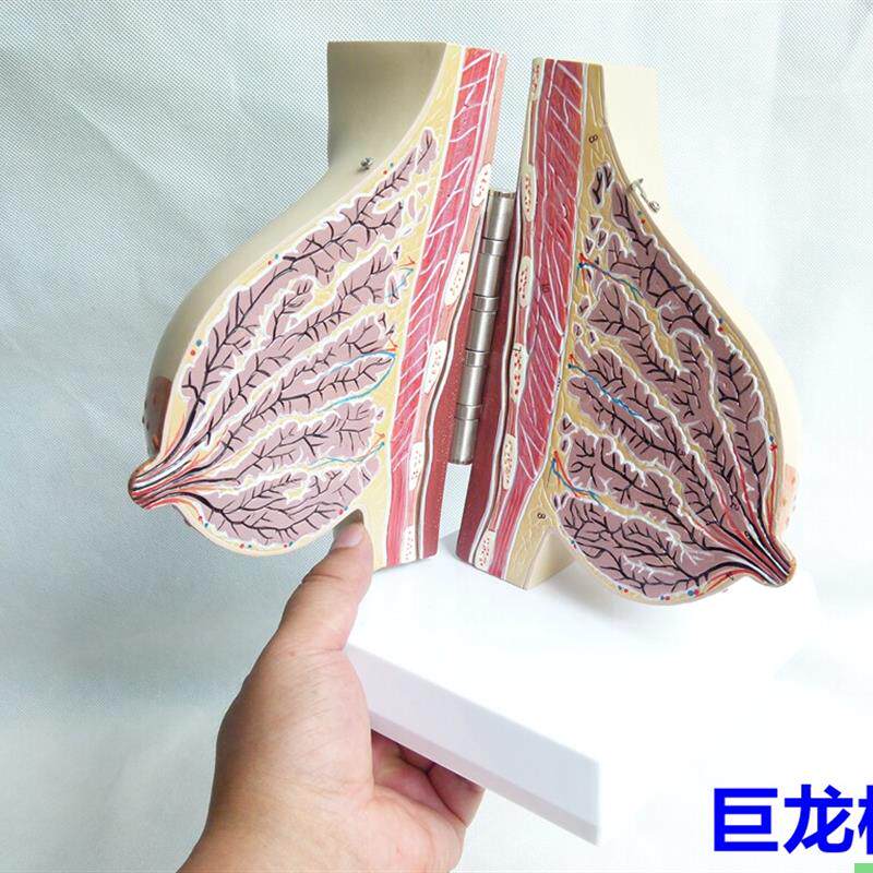 女性哺乳期乳房模型 解剖 女性乳房模型 出口欧美优质PVC材质