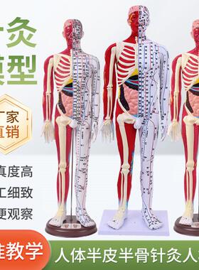 60 85CM人体针灸人模型半皮半肌肉骨骼内脏解剖中医经络穴位高清