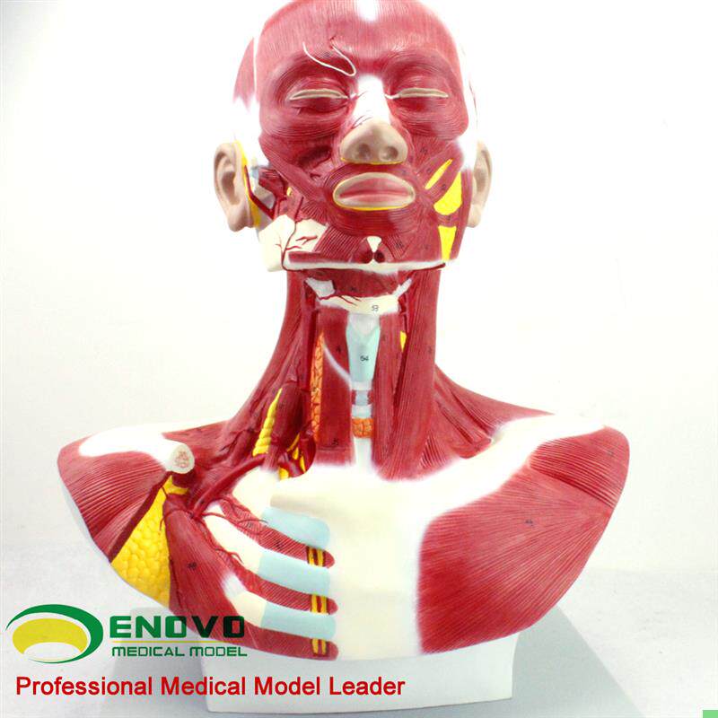 ENOVO正品医用人体头颈胸肌肉解剖模型微创美容整形手术面部肌肉