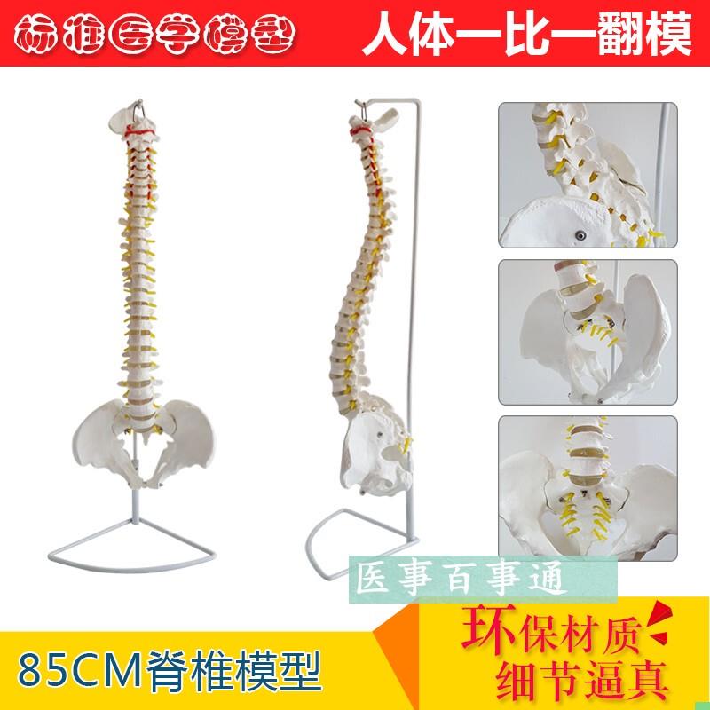 正品 医用人体教学脊柱模型 正骨手法练习 脊椎脊柱骨骼模型包邮