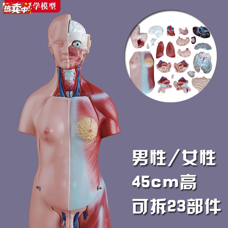 躯干模型人体内脏胸腹部器官解剖a男性女性心肝脾肺肾结构教学玩