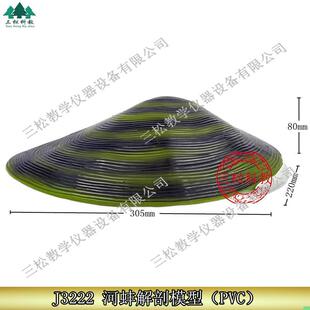 J3222河蚌解剖模型初高中生物科教仪器医学研究教学演示