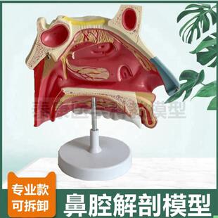 大型鼻腔模型可拆卸鼻甲固有鼻腔口咽扁桃体硬腭鼻甲鼻道蝶窦额窦