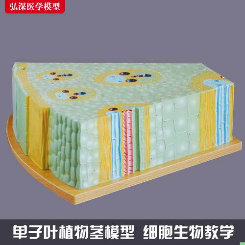 单子叶植物细胞模型玉米茎组织纵横切面解剖放大初中生物教学教具