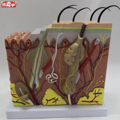 人体50倍皮肤解剖放大模型毛囊皮肤结构医用教学植A发讲解展示