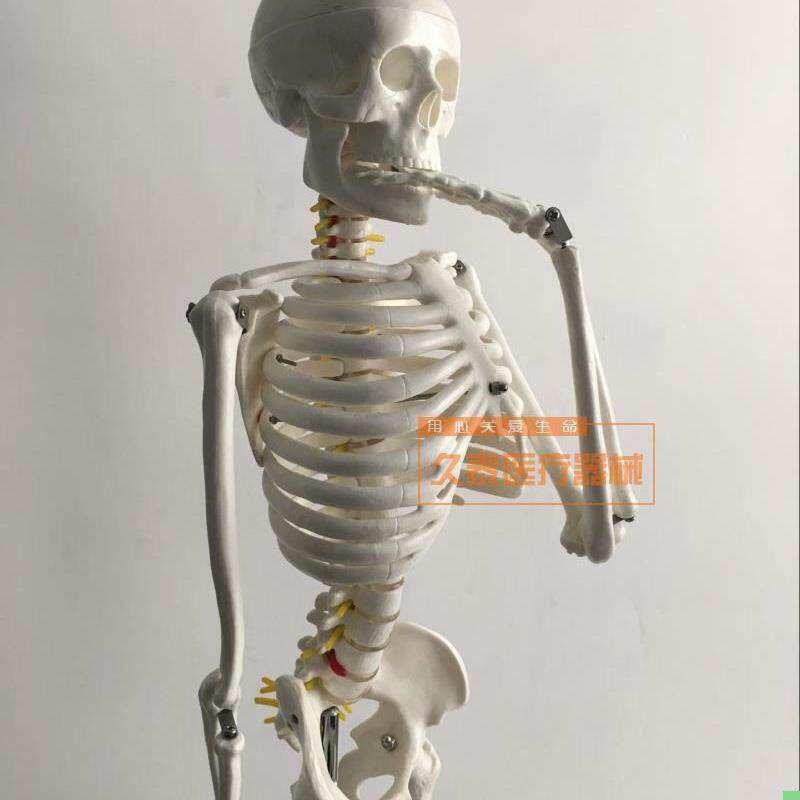 人体骨骼模型85cm 脊柱脊椎神经 椎间盘  正骨教学骨架医用模型