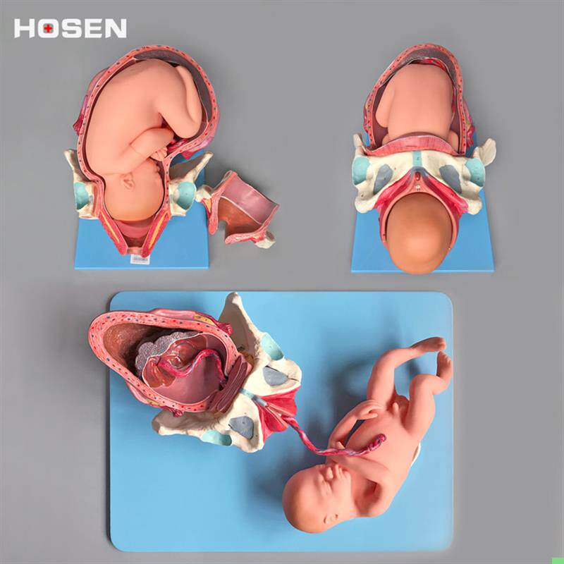A42007 足月胎儿分娩过程模型妊娠步骤助产程妇产科学医学教学模