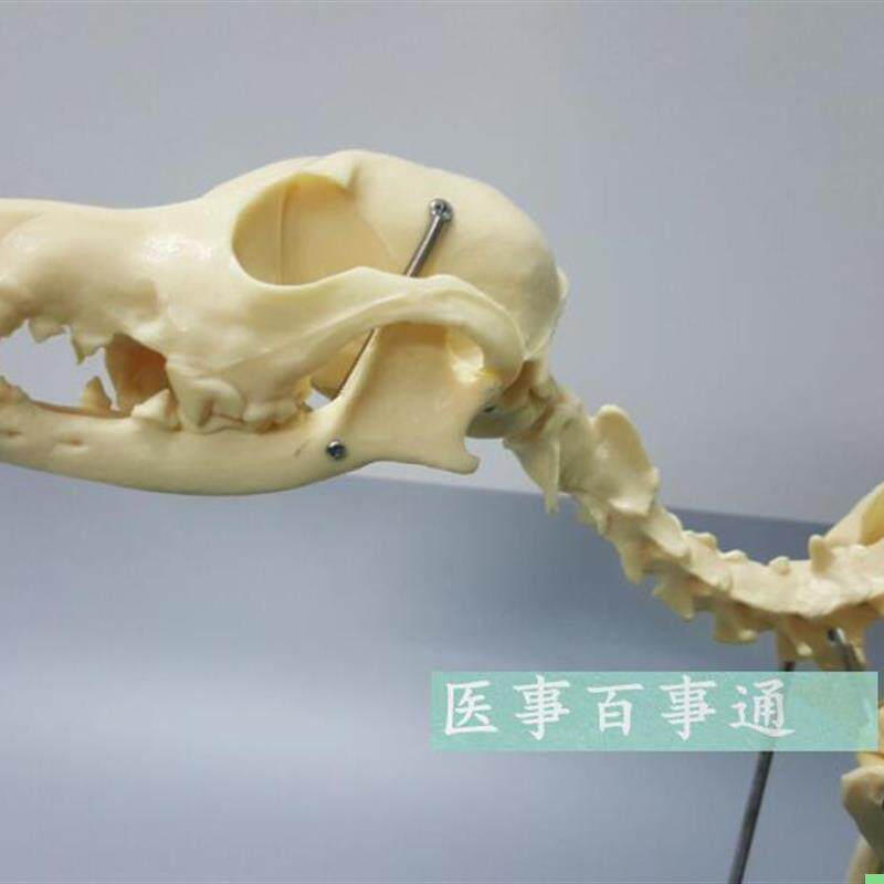 狗骨模型 骨标本 狗解剖 猫狗骨架 犬 犬骨模型 犬骨架 动物模型