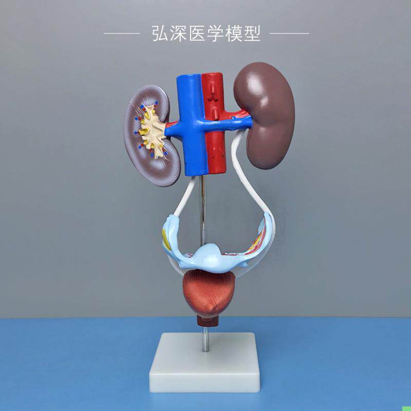 女性泌尿生殖系统模型肾脏膀胱子宫人体腹部器官结构医学教学模具