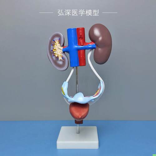 女性泌尿生殖系统模型肾脏膀胱子宫人体腹部器官结构医学教学模具